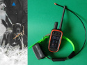 Alpha 100 z obrożą Garmin TT 15 (śledzenie + sygnalizacja świetlna za pomocą diody + kontrola: wibracja, dźwięk, stymulacja)