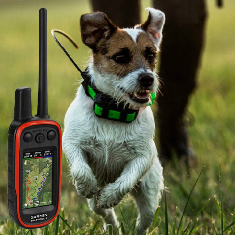 Garmin Alpha 100 z obrożą TT15 Mini śledzenie + sygnalizacja świetlna + Funkcja szkolenia Garmin Alpha 100 z obrożą TT15 Mini śledzenie + sygnalizacja świetlna + Funkcja szkolenia