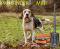 Dogtra Pathfinder mini GPS dla psa zasięg do 5 km